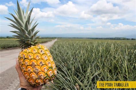 Dole Philippines Pineapple Plantation in Polomolok, South Cotabato.